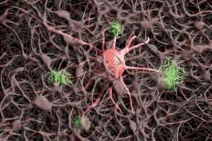 Read more about the article Know Your Body’s Orchestra: Nervous System’s Role in Homeostasis